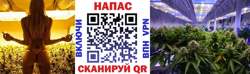Купить  Звенигово  МАРИХУАНА OG Kush 